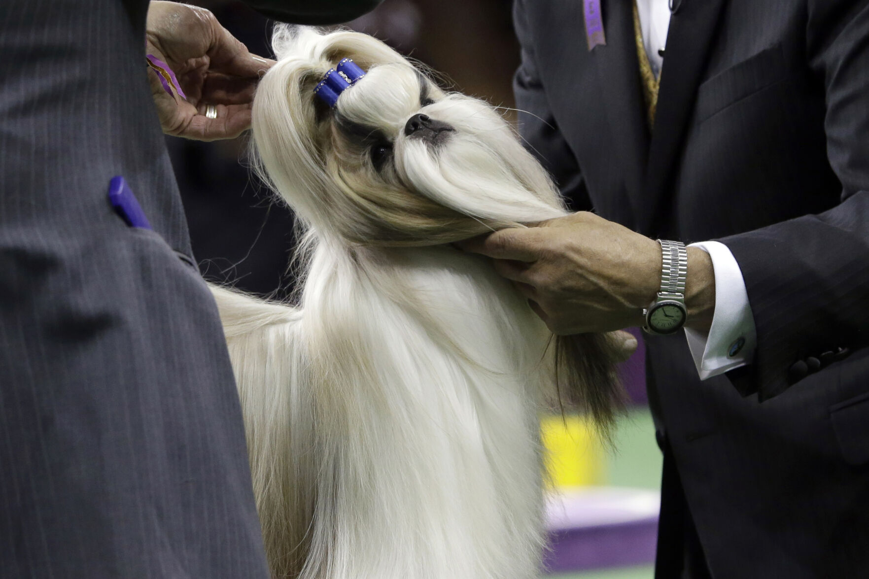 20. Shih tzu